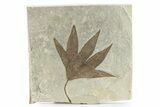 Fossil Sycamore (Macginitiea) Leaf - Utah #282370-1